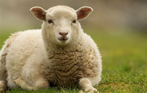 Lambs of the World: 46 Lamb Types | TasteAtlas