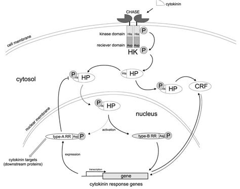 Cytokinin Signaling Pathway