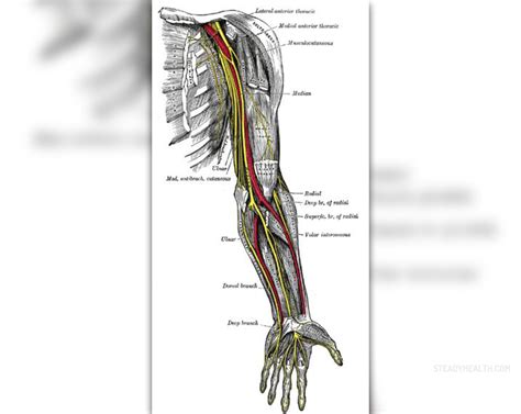 Chronic pins and needles | Musculoskeletal Issues articles | Body & Health Conditions center ...