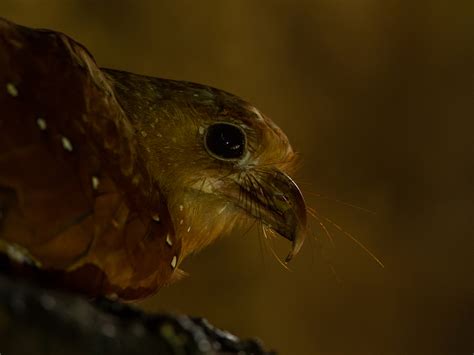 Oilbird - Birding Trinbago