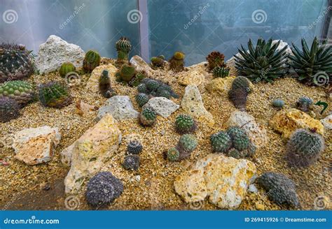 Group of Cactus and Succulent Plants Stock Photo - Image of cactus ...