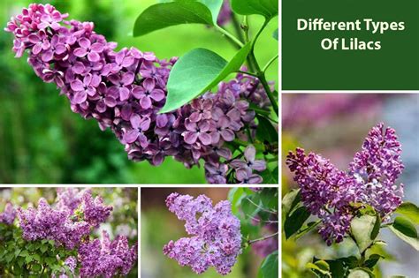 Different Types of Lilacs | Bushes & Tree Varieties - EmbraceGardening