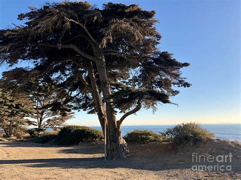 Windswept Tree Photograph by Melissa OGara - Pixels