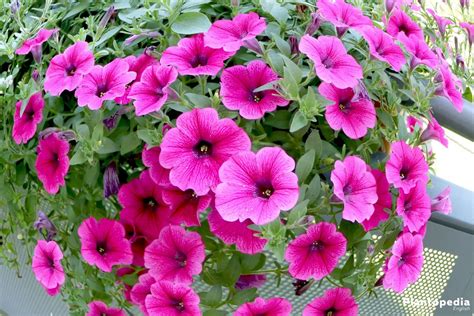 Petunia Flowers - How to Plant, Grow and Care from Seeds - Plantopedia