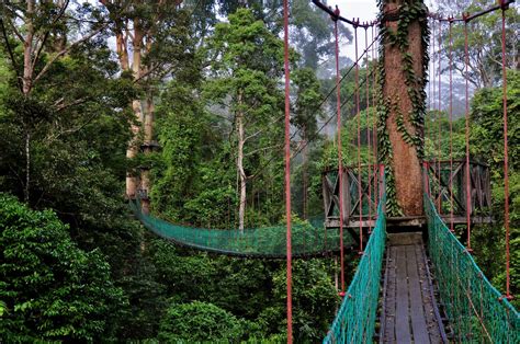 Danum Valley Conservation Area ~ Green Sabah