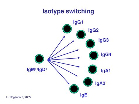 PPT - Antibody structure and function PowerPoint Presentation, free download - ID:3102790