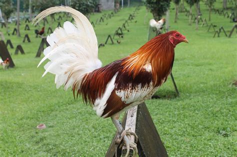 Rooster Gen