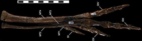 Scientists Discover Purpose of Velociraptor Claws | The Mary Sue