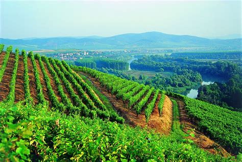 Vineyards in Tokaj Hungarian Recipes, Hungarian Food, Wine Region, The European Union, Wine ...