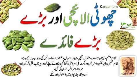 Cardamom Benefits in Urdu/hindi, Elaichi, Ke Beshumar, Unginnat Fayde ...