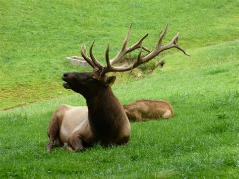 Elk in the West Virginia Wildlife Center | West virginia, Scenic ...