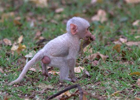 White Wolf : White baby baboon found in Zambia (Photos)