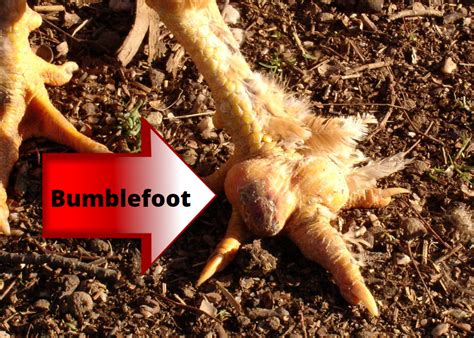 Bumblefoot in Turkeys: Causes, Symptoms, and Treatment - The Livestock Expert