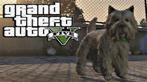 NEW GTA 5 - PLAY AS A DOG - Easter Egg Tutorial Guide Peyote Locations ...