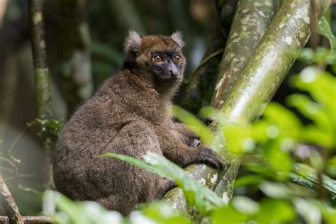 Greater Bamboo Lemur: Why Is It Endangered?