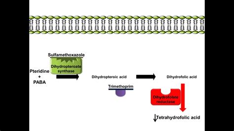 Sulfamethoxazole and Trimethoprim - Mechanism of Action - YouTube