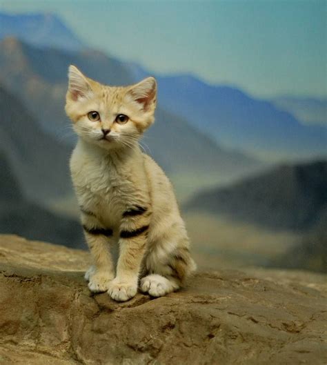 8 Things You Didn't Know About the Sand Cat | Cute baby animals, Wild ...