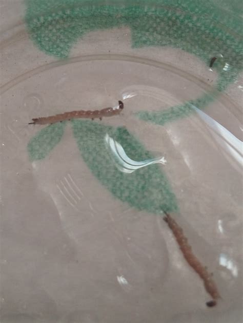 I want to identify these larvae that I found sharing habitat with ...