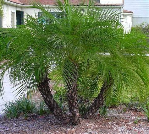 Pygmy Date Palm Trees | Garden View Landscape, Nursery & Pools