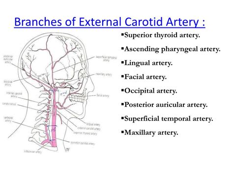 PPT - Common Carotid Artery : PowerPoint Presentation, free download - ID:3832157