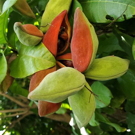 Chinese Chestnut Tree – Green Thumbs Garden