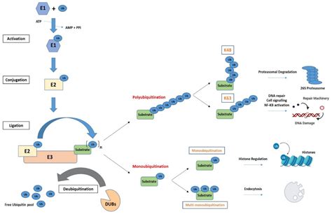 Cancers | Free Full-Text | The Ubiquitin Proteasome System in Genome ...