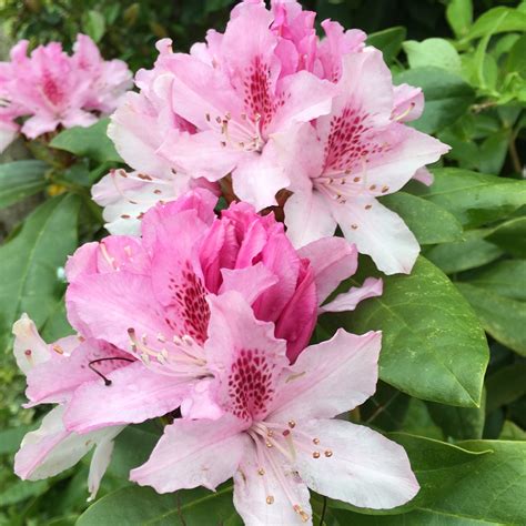 Rhododendron (Rhododendron Varieties), Rhododendron in GardenTags plant encyclopedia