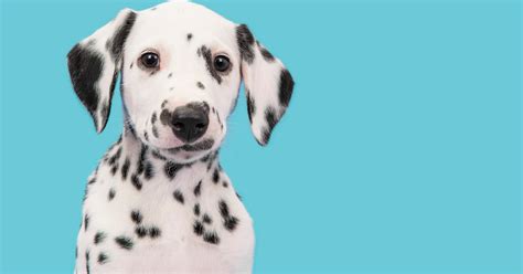 100 Absolutely Darling Dalmatian Dog Names - DogVills