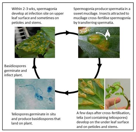 More information on rust fungus – Crofton Weed biological control