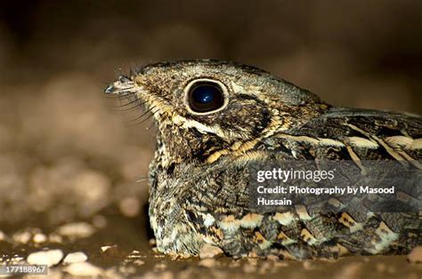 776 Nightjar Stock Photos, High-Res Pictures, and Images - Getty Images