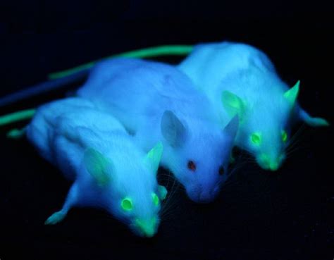 GFP Mice 01 - Green fluorescent protein - Wikipedia | Animal experiments, Genetic engineering ...