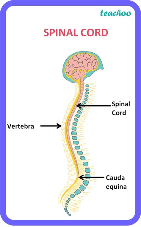 [Biology Class 10] Spinal Cord - Structure, Function, Diagram