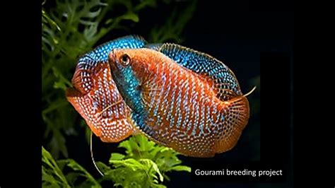 gourami breeding project - YouTube