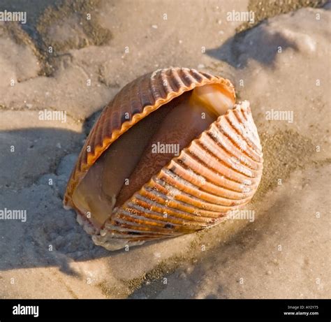 Clams Found On The Beach at Edna Ahern blog