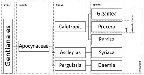 Apocynaceae family and common names | Download Scientific Diagram