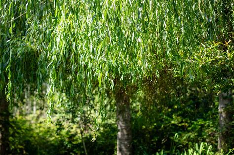 How to Grow and Care for a Weeping Willow Tree