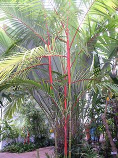 47 Lipstick palm ideas | tropical garden, tropical landscaping, tropical plants