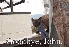 Cat Goodbye GIF - Find & Share on GIPHY