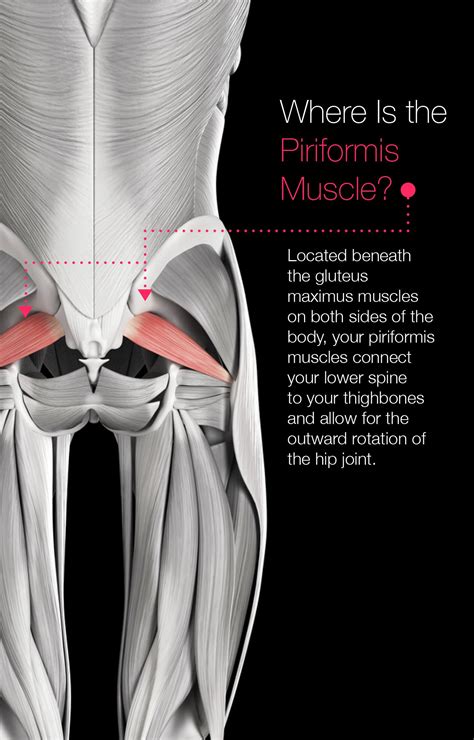 Piriformis Stretch: Help Relieve Lower Back Pain and More – The Amino ...