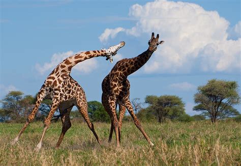 Giraffe fight (1) | Giraffes fighting in Tarangire | Plastic Tiger | Flickr