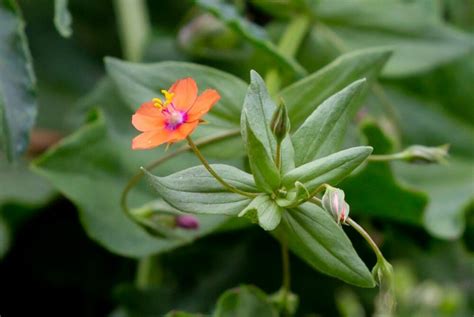 Scarlet Pimpernel: Uses, Edibility And Growing Guide | ForagingGuru