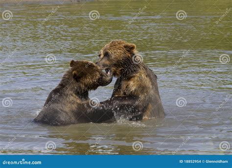 Brown Bears Playing in the Water Stock Photo - Image of alaska, alaskan ...