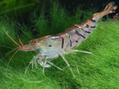 20+ Freshwater Shrimp Species - Complete List (With Pictures ...