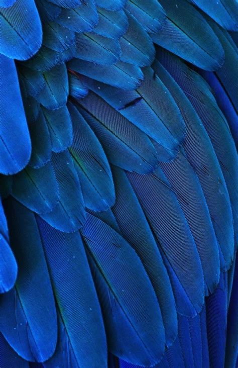 Macro photograph of the feathers of a Blue-and-Yellow Macaw . | Blue feather, Macaw feathers, Colour