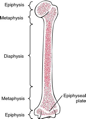 Epiphyses | definition of epiphyses by Medical dictionary