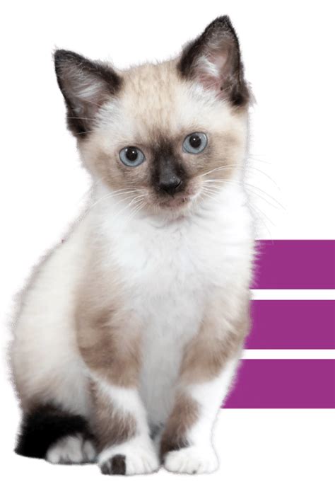 Information About Our Pet Adoption Process - The Animal League