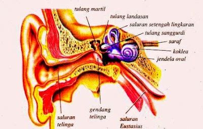 Gambar Telinga Dan Fungsinya Bagian Bagian Telinga Dan Fungsinya - Riset