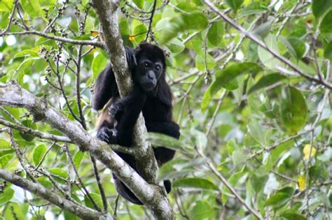 Tambopata Wildlife Spotting: A Rainforest Safari (2024)