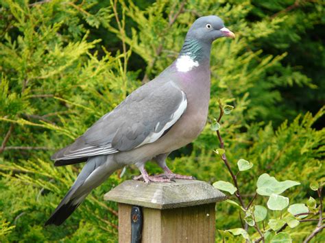 20 Most Common Irish Garden Birds | Easy Identification Guide