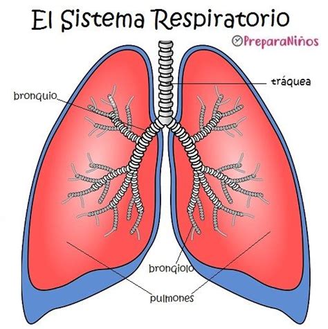 Componentes Del Sistema Respiratorio - Cuela